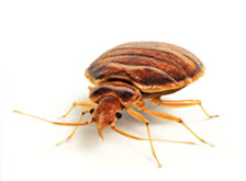 Bed Bug Alert